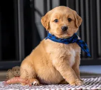 Marco, a female Miniature Golden Retriever for sale in Sugarcreek, OH – 2 of 2