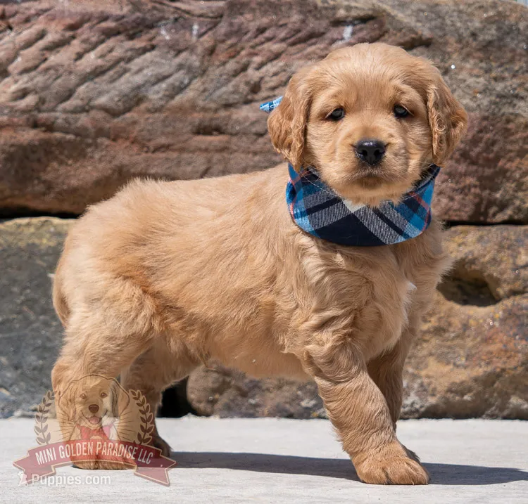 Niles – Miniature Golden Retriever puppy for sale in Sugarcreek, OH