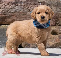 Niles, a male Miniature Golden Retriever for sale in Sugarcreek, OH – 1 of 3