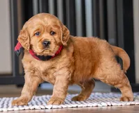Milo, a male Miniature Golden Retriever for sale in Sugarcreek, OH – 3 of 5