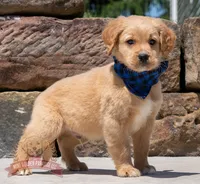 Marco, a male Miniature Golden Retriever for sale in Sugarcreek, OH – 2 of 4