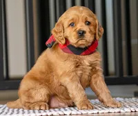 Milo, a male Miniature Golden Retriever for sale in Sugarcreek, OH – 5 of 5
