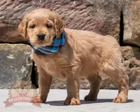 Niles, a male Miniature Golden Retriever for sale in Sugarcreek, OH – 2 of 3