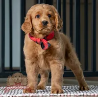 Milo, a male Miniature Golden Retriever for sale in Sugarcreek, OH – 2 of 5