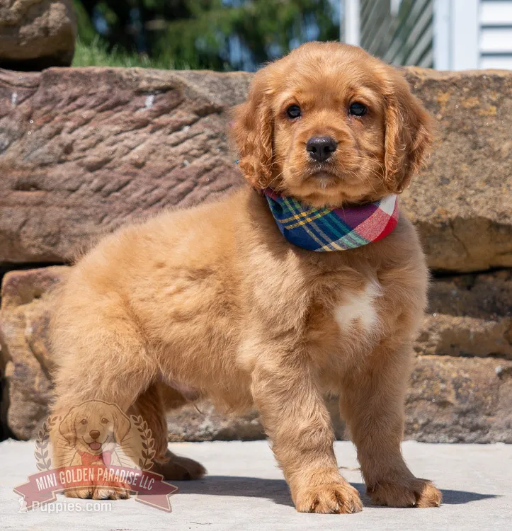 Mako – Miniature Golden Retriever puppy for sale in Sugarcreek, OH