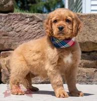 Mako, a male Miniature Golden Retriever for sale in Sugarcreek, OH – 1 of 5