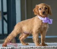 Lilac, a female Miniature Golden Retriever for sale in Sugarcreek, OH – Photo 3 of 4