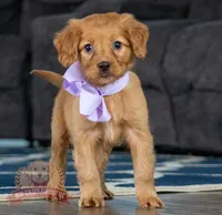 Lilac, a female Miniature Golden Retriever for sale in Sugarcreek, OH – Photo 1 of 4