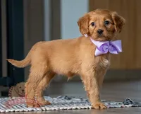 Lilac, a female Miniature Golden Retriever for sale in Sugarcreek, OH – Photo 2 of 4