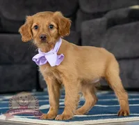 Lilac, a female Miniature Golden Retriever for sale in Sugarcreek, OH – Photo 4 of 4