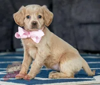 Lacey, a female Miniature Golden Retriever for sale in Sugarcreek, OH – Photo 4 of 4