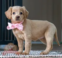 Lacey, a female Miniature Golden Retriever for sale in Sugarcreek, OH – Photo 3 of 4