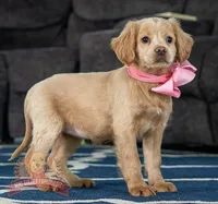 Lacey, a female Miniature Golden Retriever for sale in Sugarcreek, OH – Photo 2 of 4