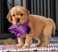 Mini, a female Miniature Golden Retriever for sale in Sugarcreek, OH – Photo 3 of 3