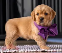 Mini, a female Miniature Golden Retriever for sale in Sugarcreek, OH – Photo 2 of 3