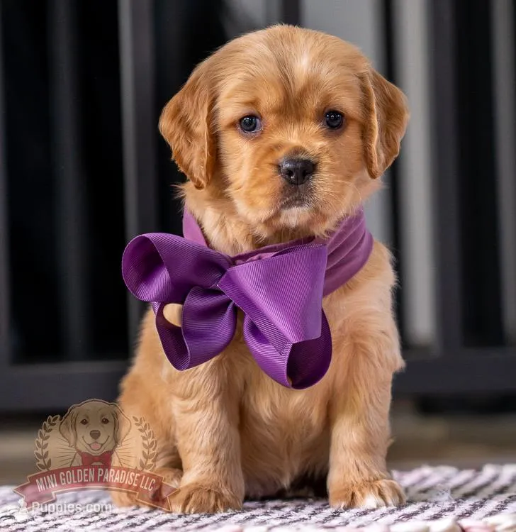 Mini, a female Miniature Golden Retriever for sale in Sugarcreek, OH – Photo 1 of 3