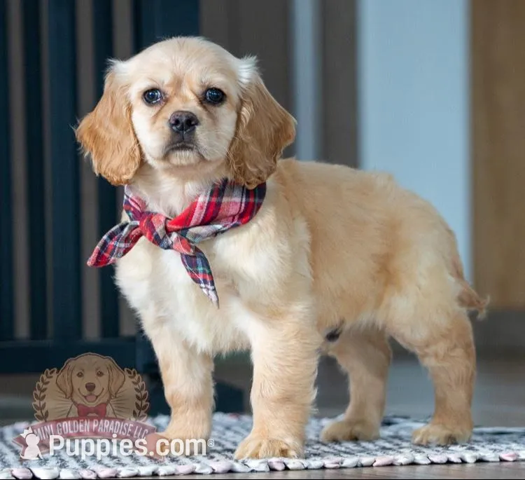 Victor, a male Miniature Golden Retriever for sale in Sugarcreek, OH – Photo 1 of 5