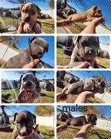 Any name, a female American Pit Bull Terrier for sale in Phoenix, AZ – Photo 2 of 2