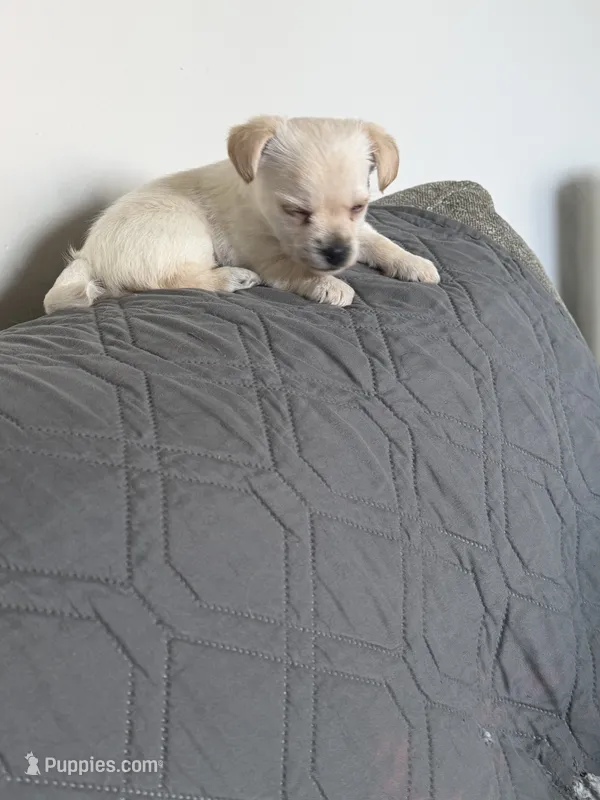 Moomo – Yorkshire Terrier puppy for sale in Troy, MI