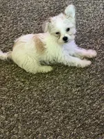 Nossa, a female Yorkshire Terrier for sale in Troy, MI – 4 of 5