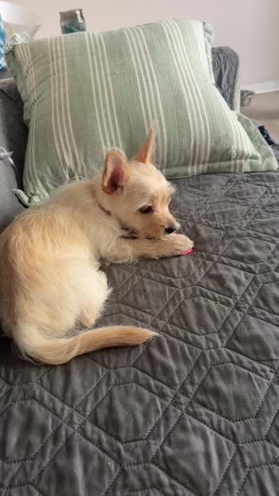 Moomo, a male Yorkshire Terrier for sale in Troy, MI – 5 of 5