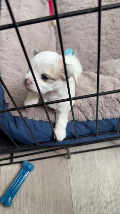 Nossa, a female Yorkshire Terrier for sale in Troy, MI – 5 of 5