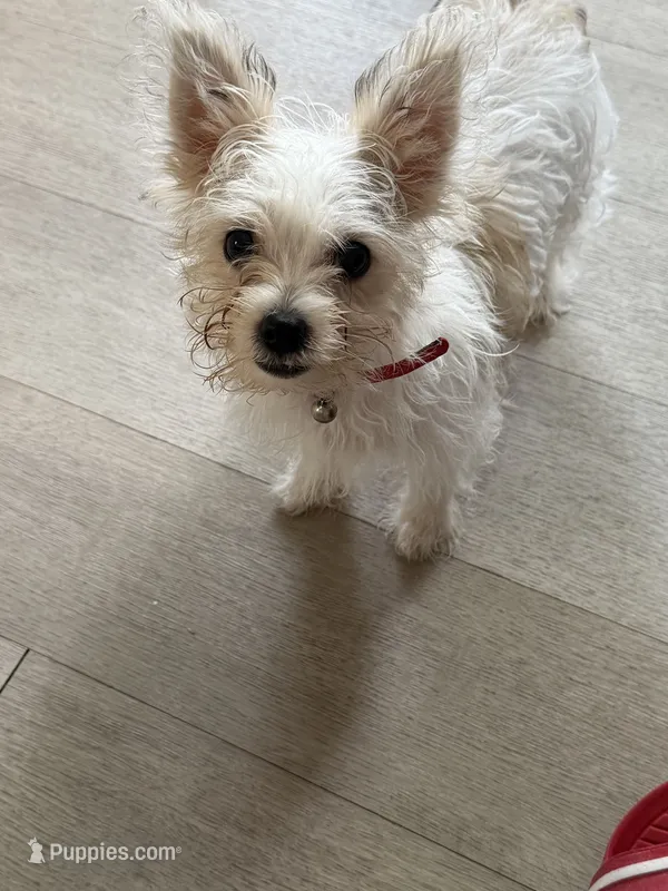 Noosa  – Bichon Frise, Yorkshire Terrier puppy for sale in Troy, MI
