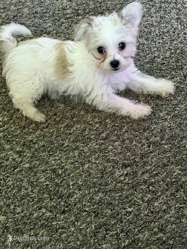 Nossa – Yorkshire Terrier puppy for sale in Troy, MI
