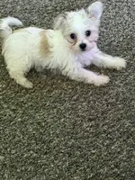 Nossa, a female Yorkshire Terrier for sale in Troy, MI – 1 of 5