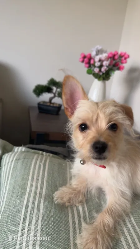 Moomo – Yorkshire Terrier puppy for sale in Troy, MI