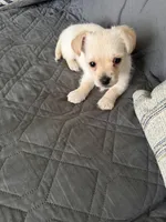 Moomo, a male Yorkshire Terrier for sale in Troy, MI – 2 of 2