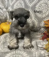 Marjo, a male Miniature Schnauzer for sale in Sugarcreek, OH – 2 of 5