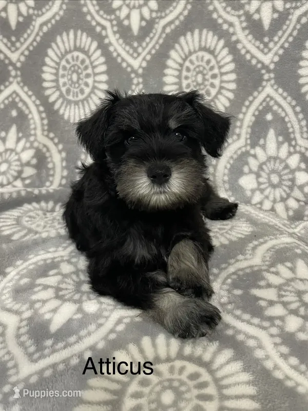 Atticus – Miniature Schnauzer puppy for sale in Sugarcreek, OH