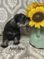 Ambiline , a female Miniature Schnauzer for sale in Sugarcreek, OH – 4 of 5