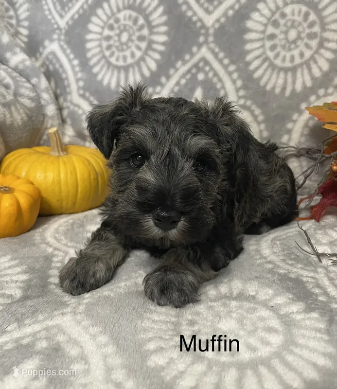 Muffin – Miniature Schnauzer puppy for sale in Sugarcreek, OH