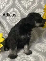Atticus, a male Miniature Schnauzer for sale in Sugarcreek, OH – 3 of 5