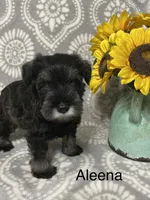 Aleena, a female Miniature Schnauzer for sale in Sugarcreek, OH – 3 of 5