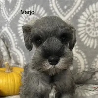 Marjo, a male Miniature Schnauzer for sale in Sugarcreek, OH – 5 of 5