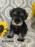 Ambiline , a female Miniature Schnauzer for sale in Sugarcreek, OH – 5 of 5