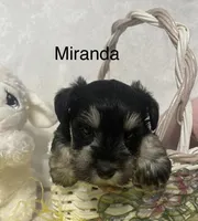 Miranda, a female Miniature Schnauzer for sale in Sugarcreek, OH – Photo 4 of 8