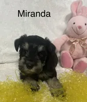 Miranda, a female Miniature Schnauzer for sale in Sugarcreek, OH – Photo 2 of 8