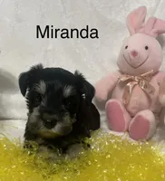 Miranda, a female Miniature Schnauzer for sale in Sugarcreek, OH – Photo 3 of 8