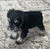 Miranda, a female Miniature Schnauzer for sale in Sugarcreek, OH – Photo 8 of 8
