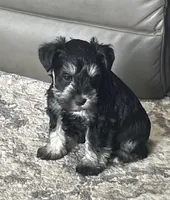 Miranda, a female Miniature Schnauzer for sale in Sugarcreek, OH – Photo 7 of 8
