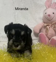 Miranda, a female Miniature Schnauzer for sale in Sugarcreek, OH – Photo 5 of 8