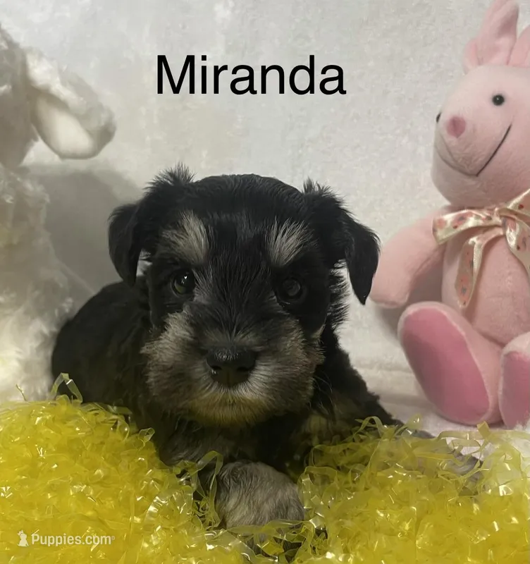 Miranda – Miniature Schnauzer puppy for sale in Sugarcreek, OH