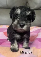 Miranda, a female Miniature Schnauzer for sale in Sugarcreek, OH – Photo 6 of 8