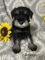 Amingo, a male Miniature Schnauzer for sale in Sugarcreek, OH – 2 of 4