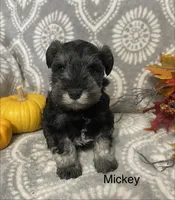 Mickey , a male Miniature Schnauzer for sale in Sugarcreek, OH – 5 of 5