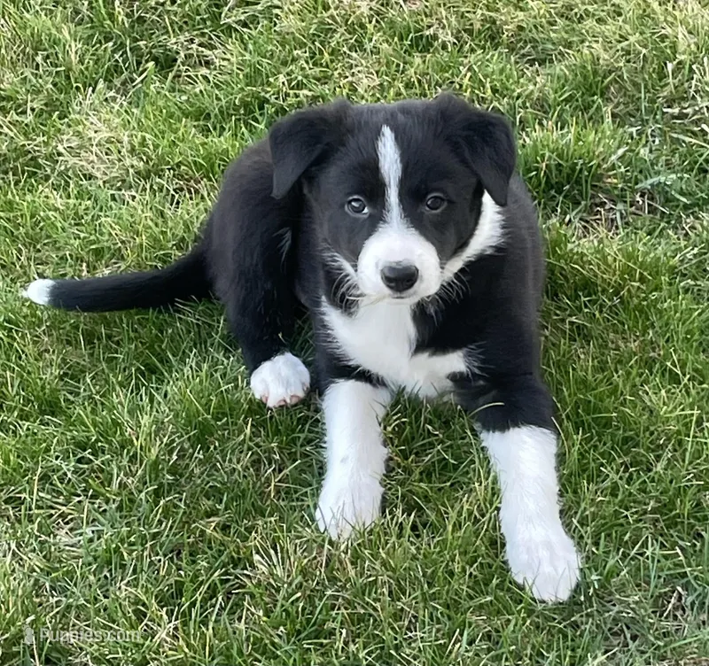 Chelsea – Border Collie puppy for sale in Sugarcreek, OH